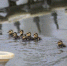 哈市金河公园出现8只小野鸭 近期将放养到丁香公园 - 新浪黑龙江