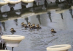 哈市金河公园出现8只小野鸭 近期将放养到丁香公园 - 新浪黑龙江