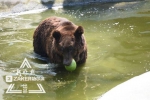 在私家泳池里吃西瓜，棕熊的夏天够高级！ - 新浪黑龙江