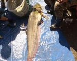 黑龙江一渔民捞上来一条1.5米、重55斤的超大鲇鱼 - 新浪黑龙江