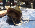 黑龙江一渔民捞上来一条1.5米、重55斤的超大鲇鱼 - 新浪黑龙江