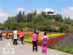 4000盆新花亮相中国亭园 菊花展延到长假后结束 - 新浪黑龙江
