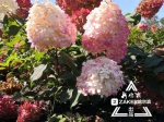 7至10月不再“无花” 木绣球在哈引种成功开花变五色 - 新浪黑龙江