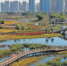 阳明滩大桥附近的松江湿地秋色迷人。本报记者苏强摄 - 新浪黑龙江