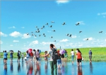 在扎龙湿地，海内外游客观赏丹顶鹤翱翔蓝天。张亮本报记者姚建平摄 - 新浪黑龙江