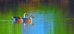 黑龙江省扎龙湿地40年 湿地与鹤同美享誉海内外 - 新浪黑龙江