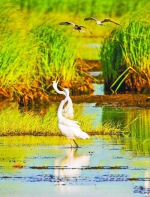 黑龙江省扎龙湿地40年 湿地与鹤同美享誉海内外 - 新浪黑龙江