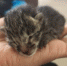 图为获救的豹猫宝宝。　金平县自然资源公安局供图 摄 - 新浪黑龙江