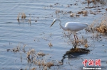 开湖的兴凯湖是候鸟的食物来源 孙云阁 摄 - 新浪黑龙江