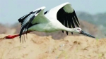用影像记录候鸟轨迹拍出龙江人的“鸟与梦飞行” - 新浪黑龙江