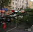 哈市道里区十多米高大树被风刮倒 仨大众车“受了伤” - 新浪黑龙江