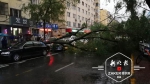 哈市道里区十多米高大树被风刮倒 仨大众车“受了伤” - 新浪黑龙江