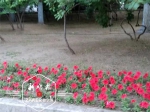 一串红、万寿菊、四季海棠 今夏62种花卉冰城街头绽放 - 新浪黑龙江