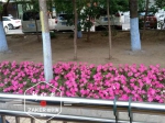 一串红、万寿菊、四季海棠 今夏62种花卉冰城街头绽放 - 新浪黑龙江