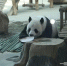 亚布力的熊猫姐弟吃着“冰糕”、吹着空调 恣意玩耍 - 新浪黑龙江