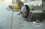 亚布力的熊猫姐弟吃着“冰糕”、吹着空调 恣意玩耍 - 新浪黑龙江