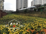 志愿者接力 哈尔滨老小区废弃地开出大院花海 - 新浪黑龙江