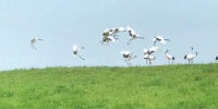 扎龙湿地上翩翩飞舞的丹顶鹤。 - 新浪黑龙江
