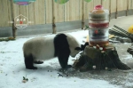 亚布力8月下雪？原是“猫粉”在给熊猫宝宝过生日 - 新浪黑龙江