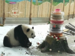 亚布力8月下雪？原是“猫粉”在给熊猫宝宝过生日 - 新浪黑龙江