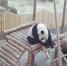 亚布力熊猫馆。资料图 - 新浪黑龙江