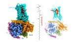 生命科学中心何元政课题组揭示溶血磷脂酰丝氨酸受体GPR174配体识别和激活的结构基础 - 哈尔滨工业大学
