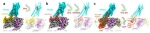 生命科学中心何元政课题组揭示欧米茄3（Omega-3）脂肪酸受体4（FFAR4）激活和G蛋白偶联选择性结构基础 - 哈尔滨工业大学