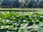 主城区最大荷花塘雨阳公园万株荷花开 - 哈尔滨新闻网