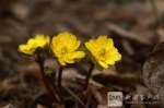 冰凌花开了 附送2018哈尔滨赏花时间表快收藏 - 新浪黑龙江