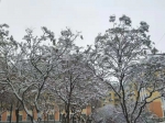 【大美科大】雪后校园  梨花开满天 - 科技大学