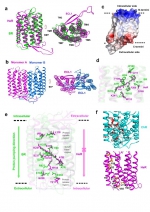 何元政，生物视紫红质蛋白 生命科学中心何元政课题组在新型微生物视紫红质蛋白研究领域取得重要进展 - 哈尔滨工业大学